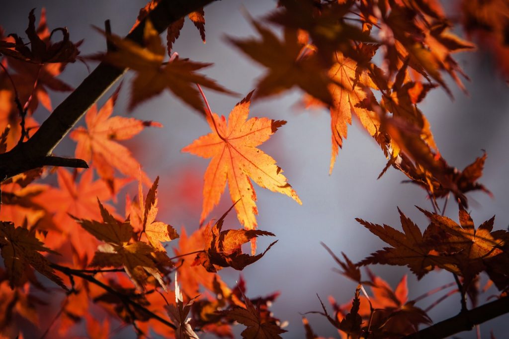autumn-leave-1415541_1280